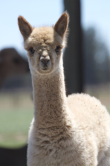 alpaca for sale