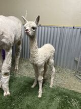 alpaca for sale