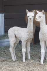 alpaca for sale