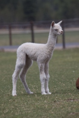 alpaca for sale