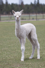 alpaca for sale