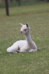 alpaca for sale