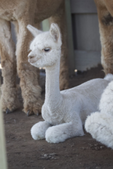 alpaca for sale