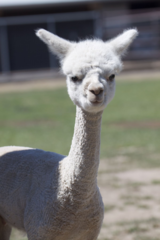 alpaca for sale