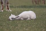 alpaca for sale