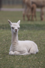 alpaca for sale