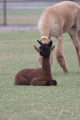 alpaca for sale