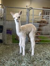alpaca for sale