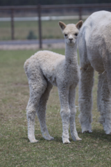 alpaca for sale