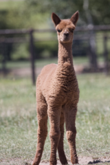 alpaca for sale