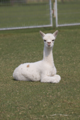 alpaca for sale
