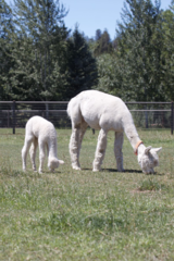 alpaca for sale