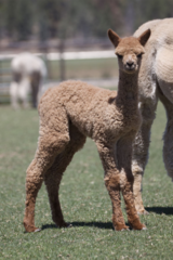 alpaca for sale