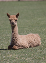 alpaca for sale