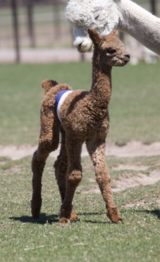 alpaca for sale
