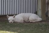 alpaca for sale