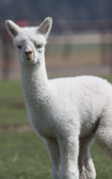 alpaca for sale