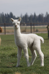 alpaca for sale