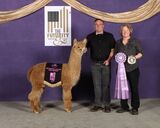 alpaca for sale