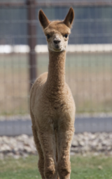alpaca for sale