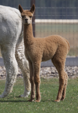 alpaca for sale