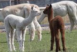 alpaca for sale