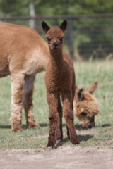 alpaca for sale