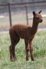 alpaca for sale