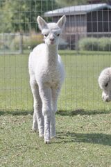 alpaca for sale