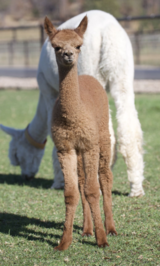 alpaca for sale