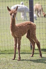 alpaca for sale