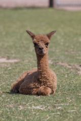 alpaca for sale