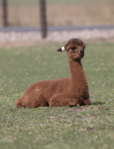 alpaca for sale