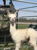 alpaca for sale