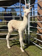 alpaca for sale