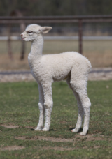 alpaca for sale