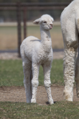 alpaca for sale