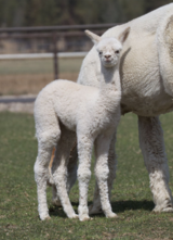 alpaca for sale