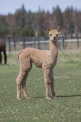 alpaca for sale