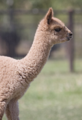 alpaca for sale