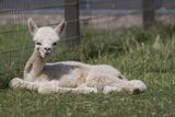 alpaca for sale
