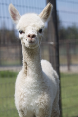 alpaca for sale