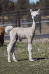 alpaca for sale