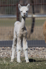 alpaca for sale