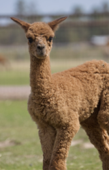 alpaca for sale