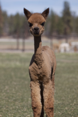 alpaca for sale