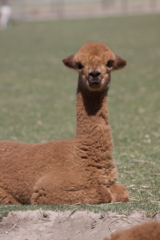 alpaca for sale