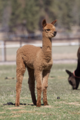 alpaca for sale