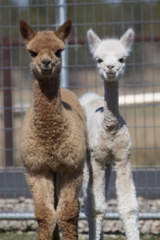 alpaca for sale