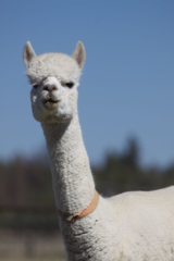 alpaca for sale
